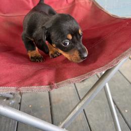 Mya - Black and tan female Dachshund puppy in Conroe, Texas from Dots Dachshunds