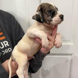 Bryson Gray - Mantle merle male Great Dane puppy in Florida from Beachside Kennels