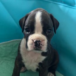 Elira - Brindle female Boxer puppy in Briggs, Texas from Dark Horse Boxers