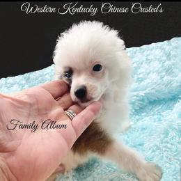 Chihuahua and Chinese Crested Puppies from Western Kentucky Chihuahua’s and Chinese Crested’s