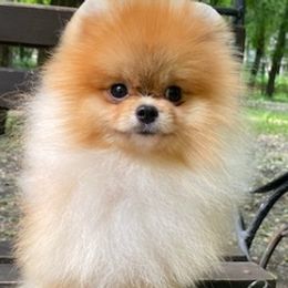 Pomeranians from Diana's Pomeranians