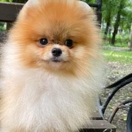Pomeranians from Diana's Pomeranians