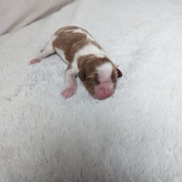 Blenheim girl 1 - Blenheim female Cavalier King Charles Spaniel puppy in Seymour, Missouri from Painted Blessing's AKC Cavaliers LLC