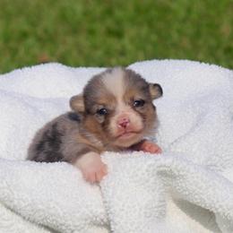 Girl 3 Pink Merle - Blue female Pembroke Welsh Corgi puppy in Ville Platte, Louisiana from Flat town corgis
