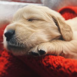 Golden Retriever Puppies from Great Lakes Golden Retreivers