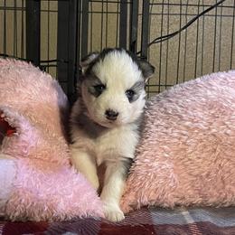 Tabitha - Black and white female Siberian Husky puppy in Diamond Lake, Washington from Husky Haven WA