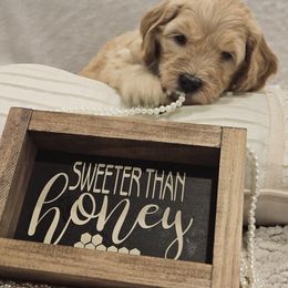 Goldendoodle Puppies from Pemberley Puppies