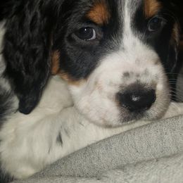 English Springer Spaniels from Archers Springers