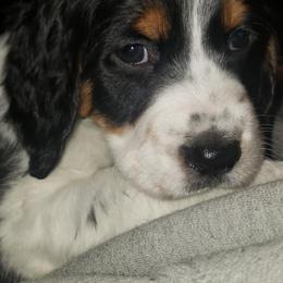 English Springer Spaniels from Archers Springers