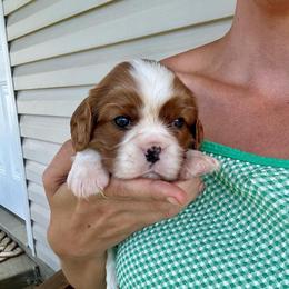 Fred - Blenheim male Cavalier King Charles Spaniel puppy in North Alabama And Middle Tennessee, Alabama from Cane Creek Cavaliers