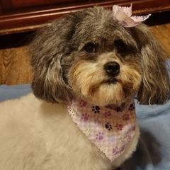 Shichons from Megen D Conroy