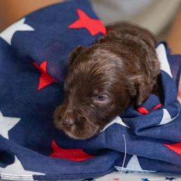 Brave - Chocolate male Australian Labradoodle puppy in Dawson, Georgia from Still Pond Australian Labradoodles