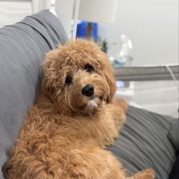 Rocky - Apricot male Cavapoo puppy in Republic, Missouri from Red Skye Puppies