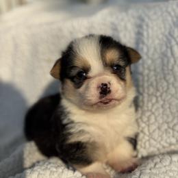 Boysenberry - Black and tan male Pembroke Welsh Corgi puppy in East Oakdale, California from Rhettro Kennels