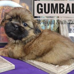 Gumball - Black and tan male Shih Tzu puppy in Peoria, Arizona from Loyal Shih Tzu