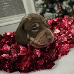 Snickers - Chocolate and cream male Dachshund puppy in Price, Utah from Stone Kennels