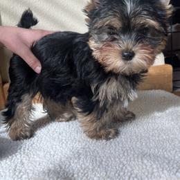 Yorkshire Terrier Puppies from Bohemian Beauty Yorkshire Terrier