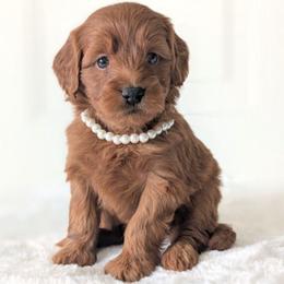 Lemonade - Red  female Goldendoodle puppy in Blackfoot, Idaho from Riverside Poodles