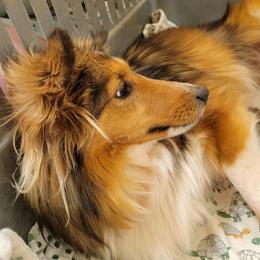 Ruby - Shetland Sheepdog