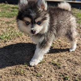 Rex - Pomsky