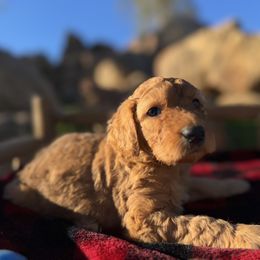 Tinsel - Apricot female Aussiedoodle puppy in Riverside, California from Just Loving Doodles