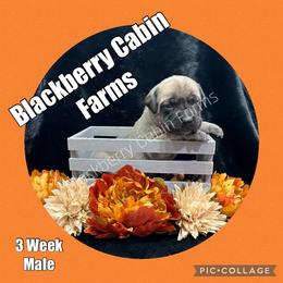 Mastiff Puppies from Blackberry Cabin Farm