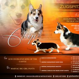Chip - Pembroke Welsh Corgi