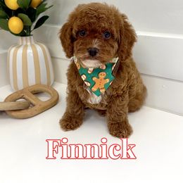 Finnick - Red male Cavapoo puppy in Buford, Georgia from Petite Posh Puppies