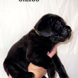 Cane Corso Puppies from Rock Creek Cane Corso
