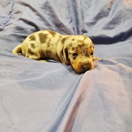 Dachshund Puppies from Grecian Kennel