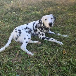 Phoenix - Dalmatian