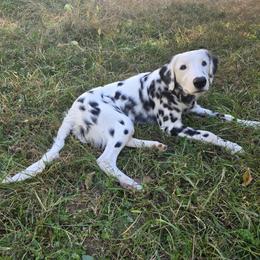 Phoenix - Dalmatian