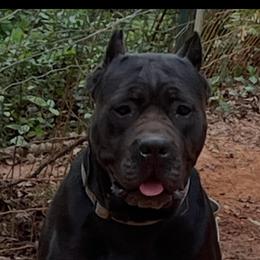 Elvira - Cane Corso