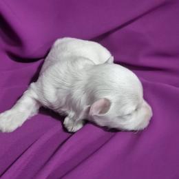 Nelly - White female Maltese puppy in Austin, Texas from Austin Maltese Babies