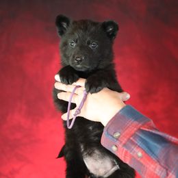 Opal - Black female German Shepherd puppy in Augusta, West Virginia from Vom Haus Highlands