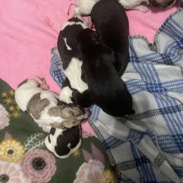 Golden Retriever and Greyhound Puppies from K and E Kennels