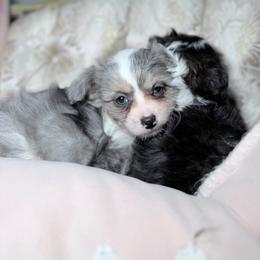 Blue girl - Blue female Chinese Crested puppy in Capac, Michigan from Puddles Palace Puppies