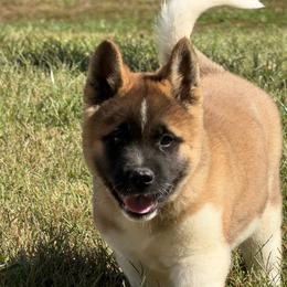 Girl 3 - Fawn female Akita puppy in Cuba, Missouri from Kamikaze Akitas