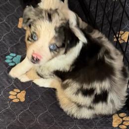 Bubba Blue - Blue merle male Miniature Australian Shepherd puppy in Myakka City, Florida from Gable A Aussies
