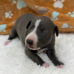 Oralia - White and blue female Italian Greyhound puppy in West Plains, Missouri from Sycamore Ridge Puppies