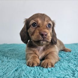 Female 3 (CBR) - Red female Dachshund puppy in Belle Rive, Illinois from Akin's Miniature Dachshunds, LLC