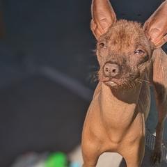 Xoloitzcuintli from Xolo_babez