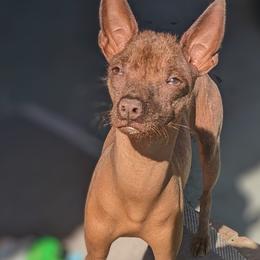 Xoloitzcuintli from Xolo_babez