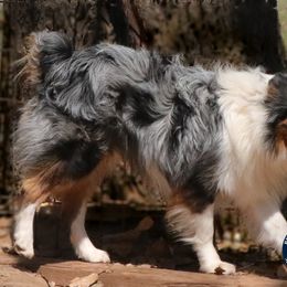 Miniature American Shepherd, Miniature Australian Shepherd, and Toy Australian Shepherd All Grown Up from Best Little Aussies