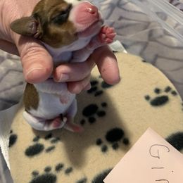 Dachshund Puppies from Wee Doggies Inc Just Dachshunds