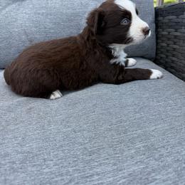 Cisco - Red & white male Miniature Australian Shepherd puppy in Marion, Michigan from Highland Hills Mini Aussies