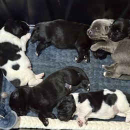 Girl 2 - Black female Newfoundland puppy in Saukville, Wisconsin from Crossroads Canines ~ Brussels Griffon and Newfoundland Dogs