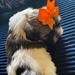 Livi - Brindle and white female Shih Tzu puppy in Memphis, Tennessee from Lady and the Tramp