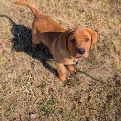 Labrador Retriever Puppies from Tsuki Labradors