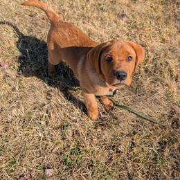 Labrador Retriever Puppies from Tsuki Labradors